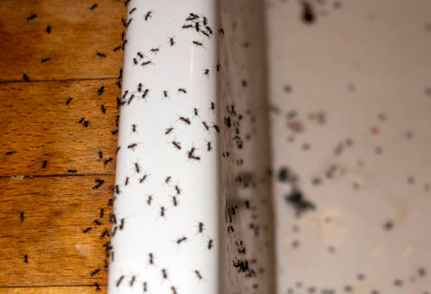Best Pest Removal Services  in Agency Village, SD